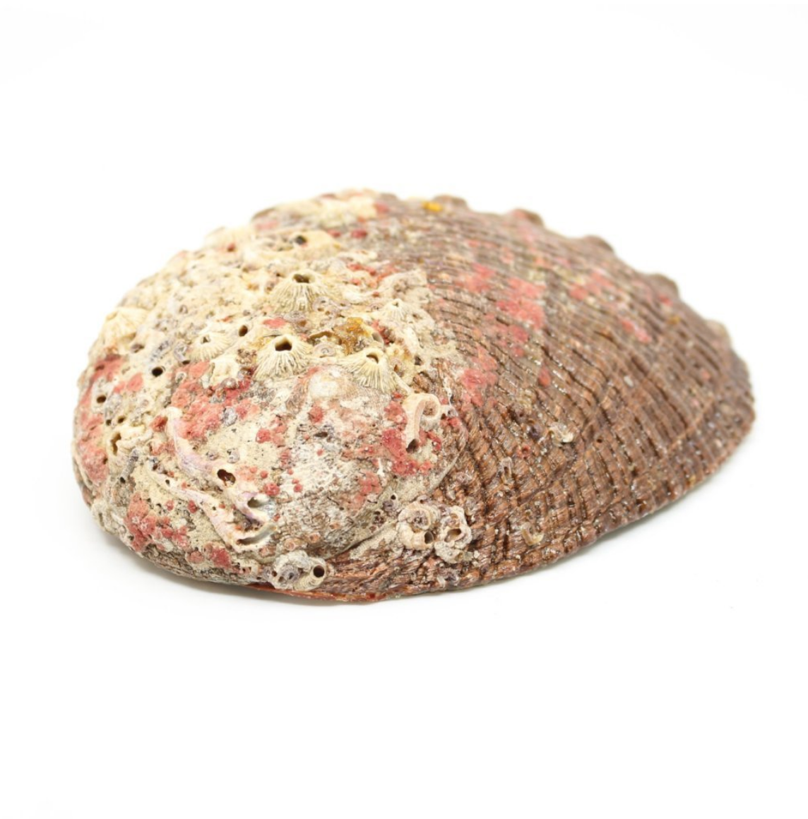 Smudge Ash Tray Burner - Abalone shell - Large 5"-6" Alabaster