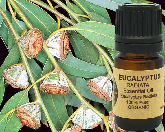 Eucalyptus Essential Oil (Radiata) Organic 5 ml, Yellow Poppy