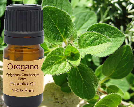 Oregano Essential Oil Organic 5ml, 10 ml or 15 ml Yellow Poppy